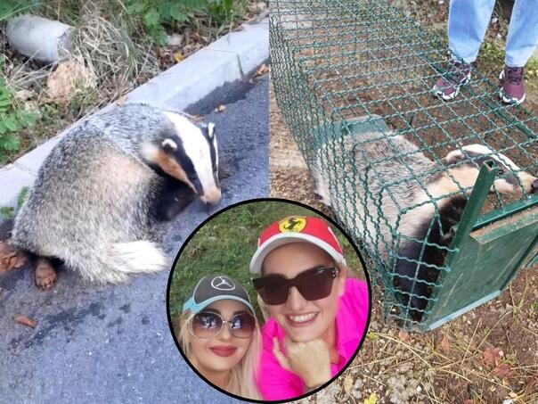 Bh. hikers saved the wounded badger: nobody wanted to help us