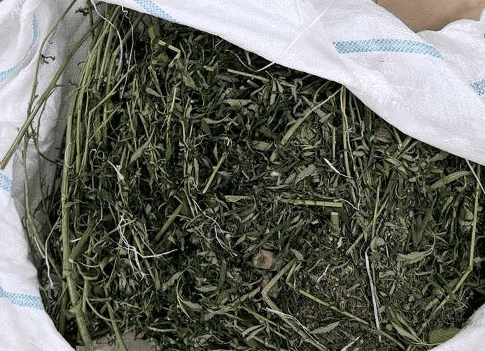 Municipal Court in Gradačac: a certain measure of detention for Ned Kosanić (56) from Modrica; Police found and seized more than 20 pounds of marijuana