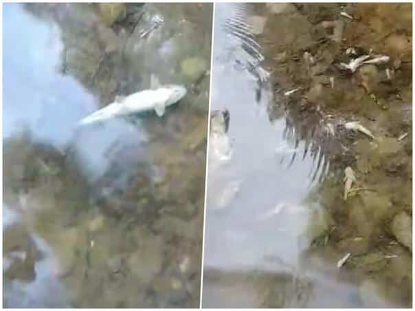 Environmental disaster on the Neretva: Hundreds of thousands of dead fish in the vicinity of the Hydroelectric Power Plant