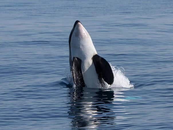 Killer whales attacked ships on a famous destination: emergency warning issued