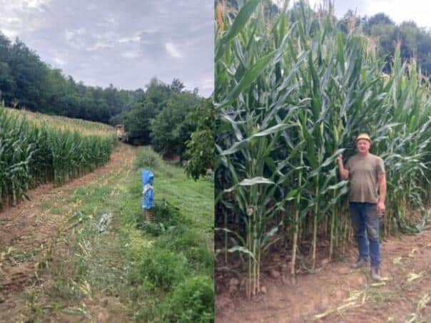 A three-meter corn on Halid’s field: Drought nothing can