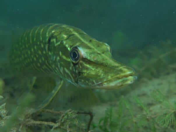 Underwater World Lake Kop Šićki Brod: Lukavanici best "Photo"