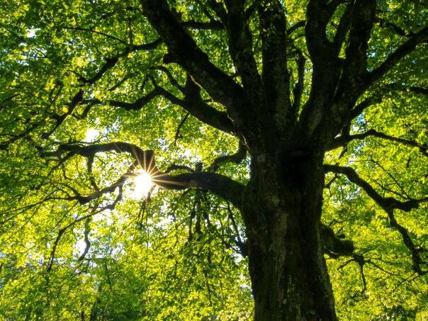 Scientists developed a way that turns off the wood waste into drug substances