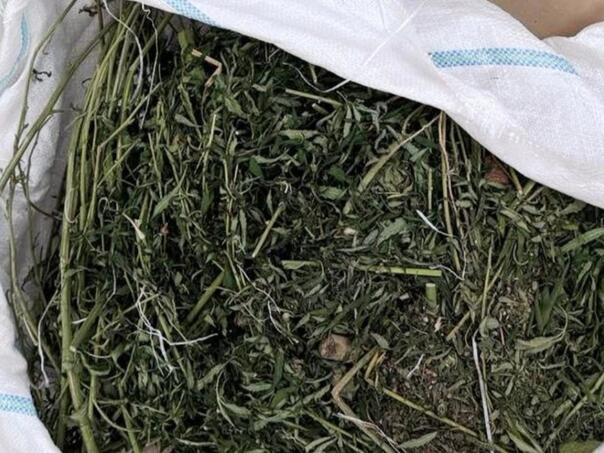 Detitioned custody man from Modriča: Found 20 kilograms of marijuana