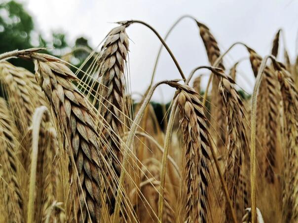 Farmers from TK increasing sow wheat: Redemption Price less than half of the brand