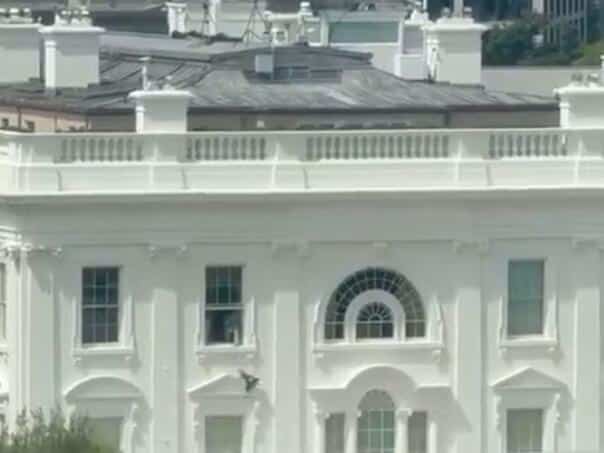 From the white house window thrown black bag: What was in it?
