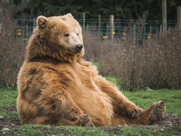 In the village near Sanski Most, bear killed a cow