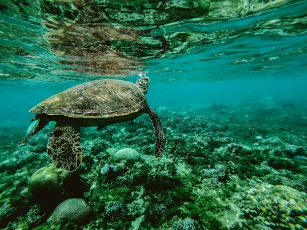 Worrisome: world oceans fell for the first time "Health examination"
