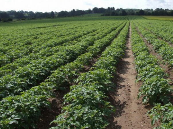 The action of collecting zakets on agricultural products from 17. to 27. October