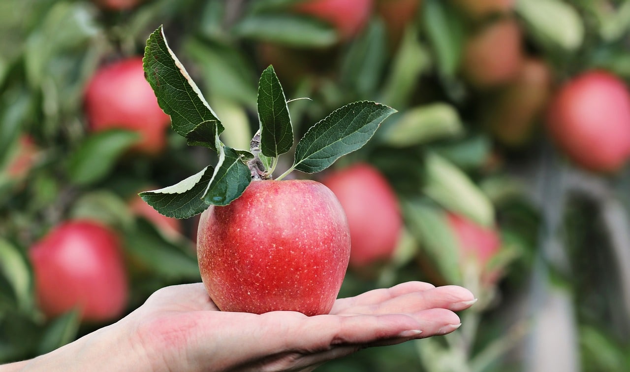 The price of apples in the markets unrealistic high