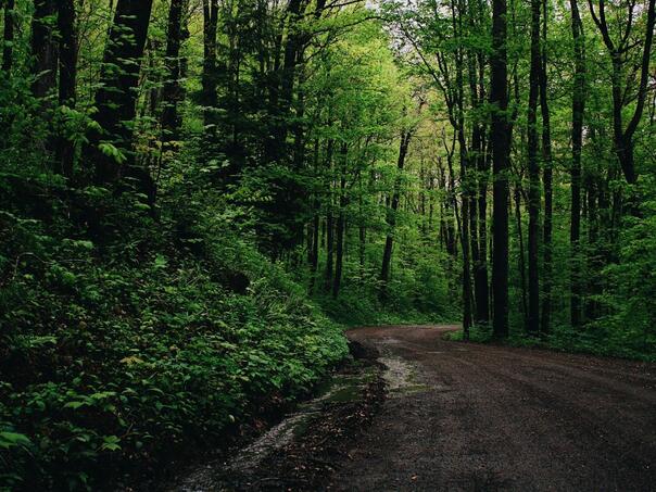 Bizarre case: Police revealed 55 students of medicine semi-and-bound in the forest in France