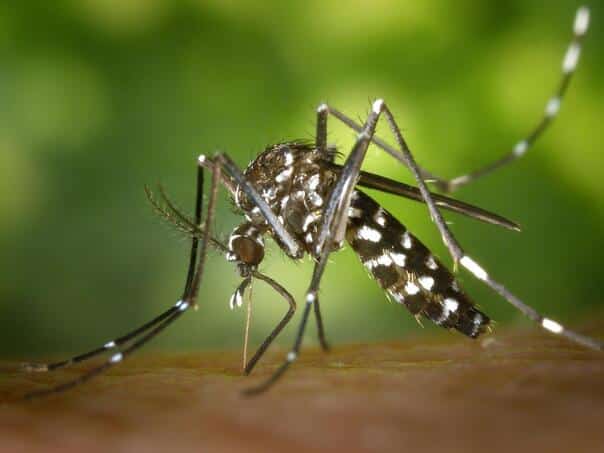 Mosquitoes seen for the first time in Iceland