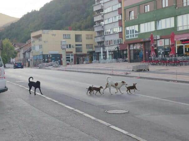 A boy from Goražde was detained in the hospital after being attacked by a stray dog