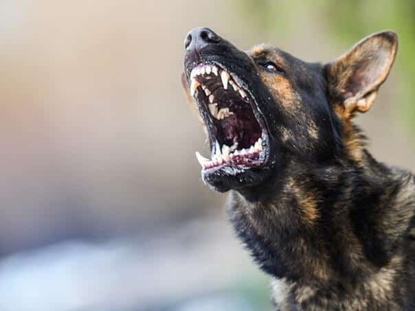 A dog attacked a boy (8) in Goražde, causing injuries to his head and body