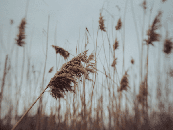 Storm wind warning in Krajina