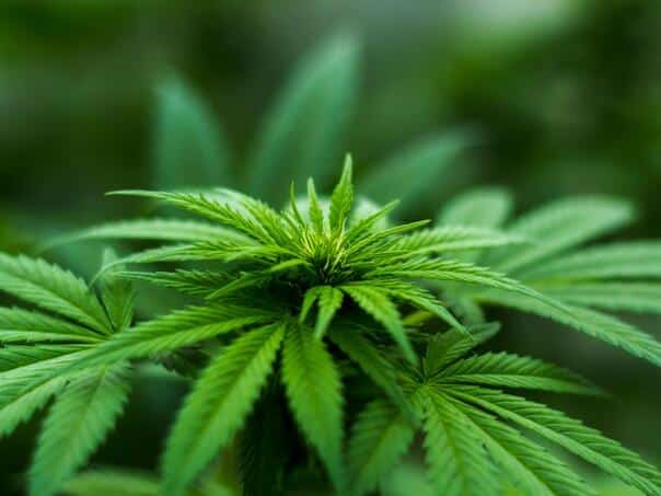 America is preparing to ban most hemp products