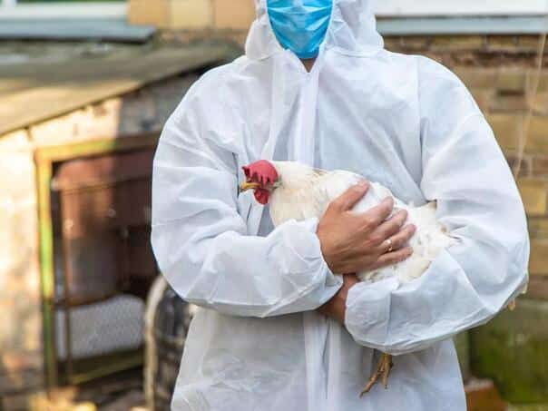 Belgian authorities are urging the public to be vigilant due to the rise in the number of bird flu cases