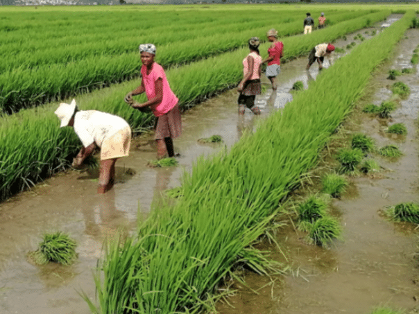 FAO Food Price Index Drops in October, World Cereal Stocks on Track to Reach Record Level