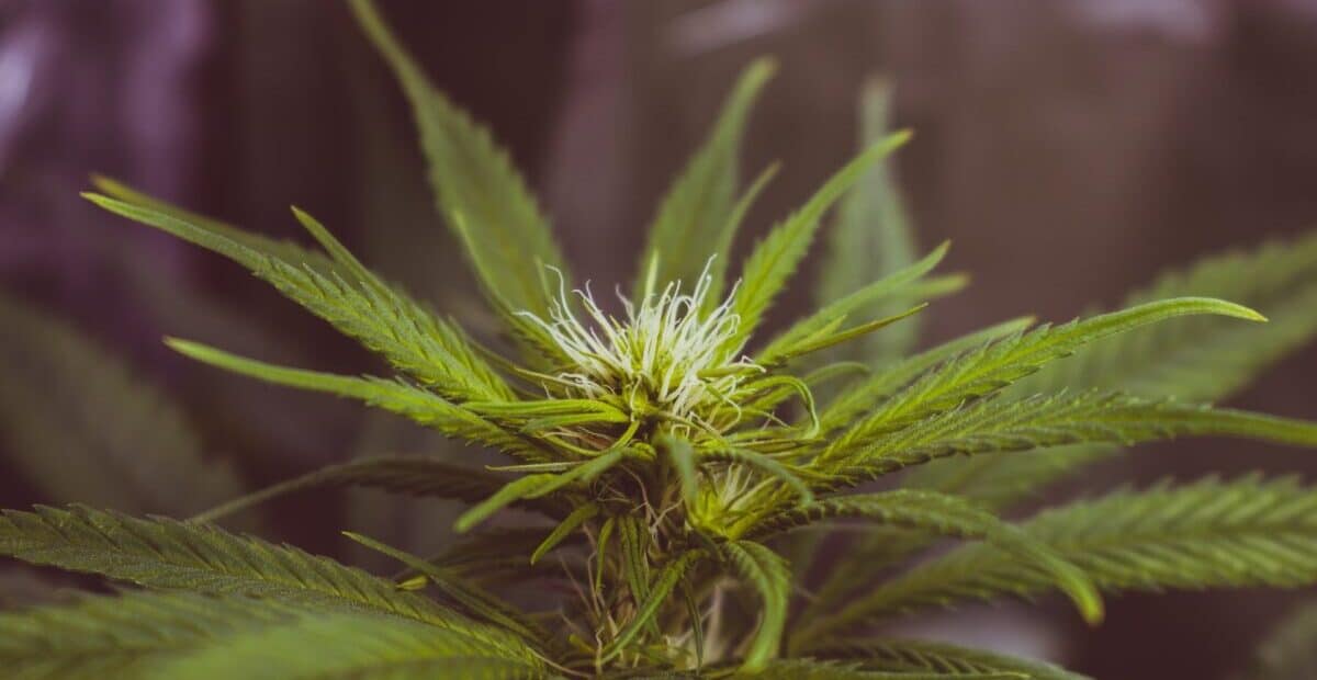 Bosnia and Herzegovina is starting the process of legalizing medical cannabis