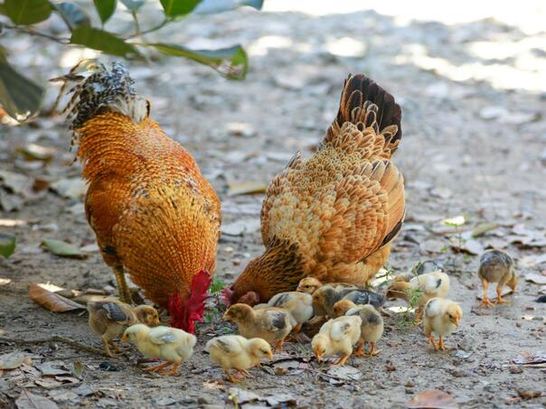 The police arrested seven members of a family for the mass slaughter of chickens