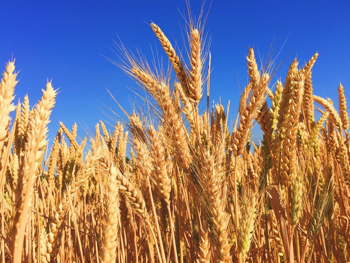 Slight growth of European stock markets at the beginning of the month, gold and wheat prices rose