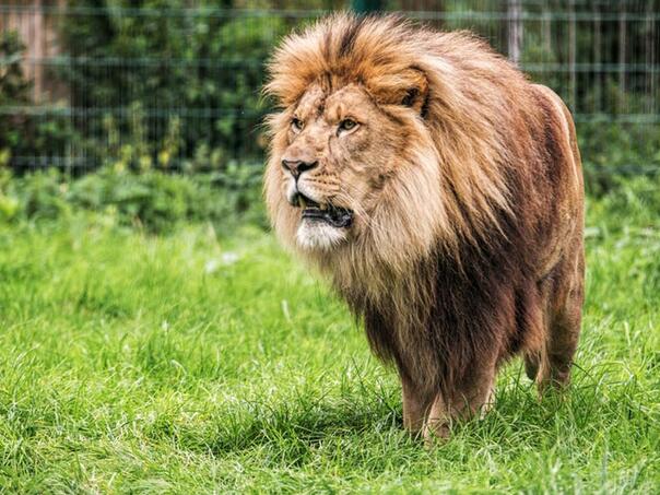 Seven lions killed in a famous zoo