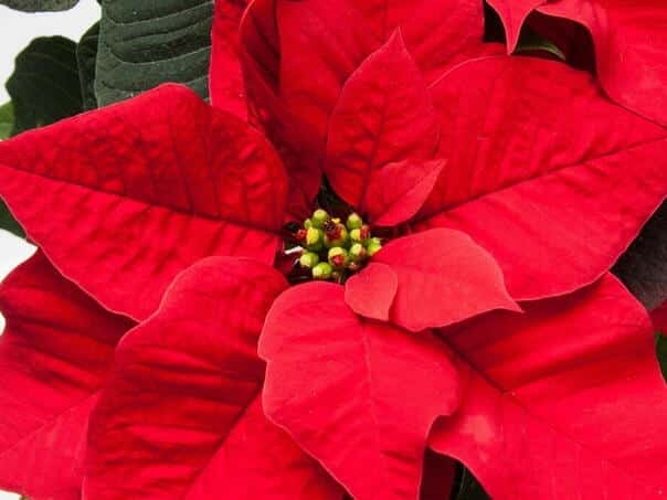 Christmas star – a tradition and a favorite decoration of the holiday home
