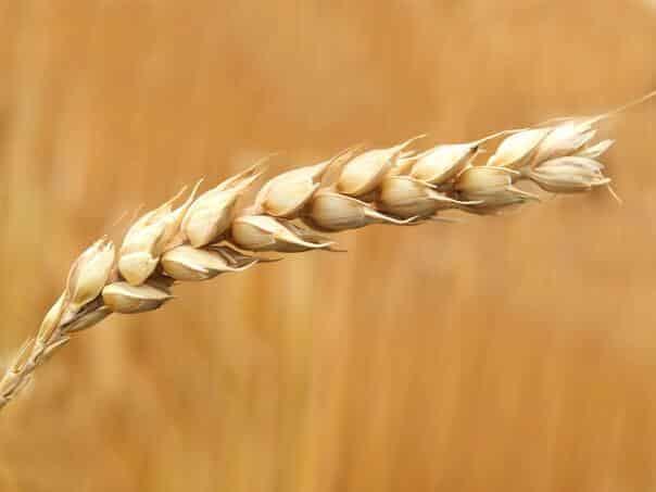 Gold, oil and wheat prices are falling