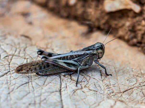 Nothing from "food of the future": The largest insect farm collapsed