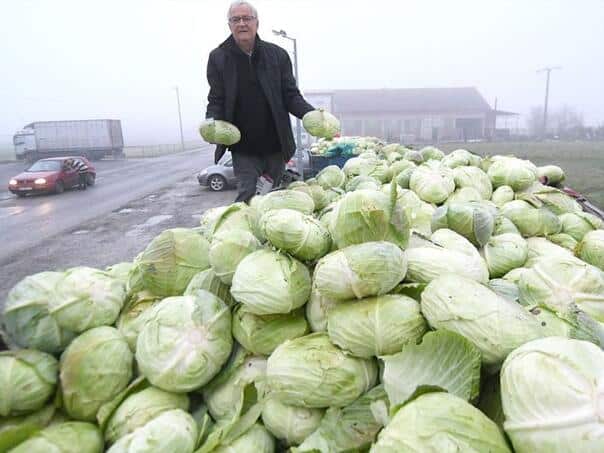 An outraged farmer distributed 10 tons of cabbage: "I’m crying from agony!"