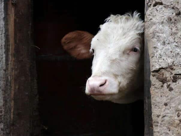 Confirmed case of severe infectious disease anthrax in a cow in Bosnia and Herzegovina