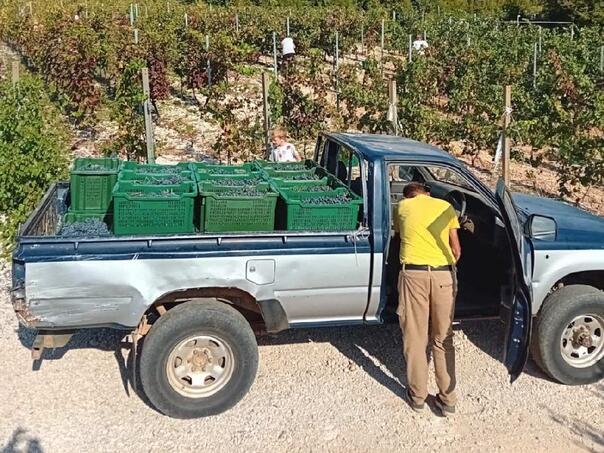 In the vineyard between tradition and inclusion: The story of Radoslav Bošnjak from Grud