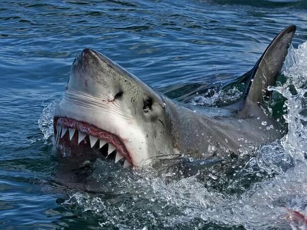 A boy was bitten to death by a shark on the beach in Brazil