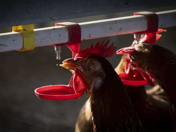Bird flu detected on a poultry farm in West Flanders