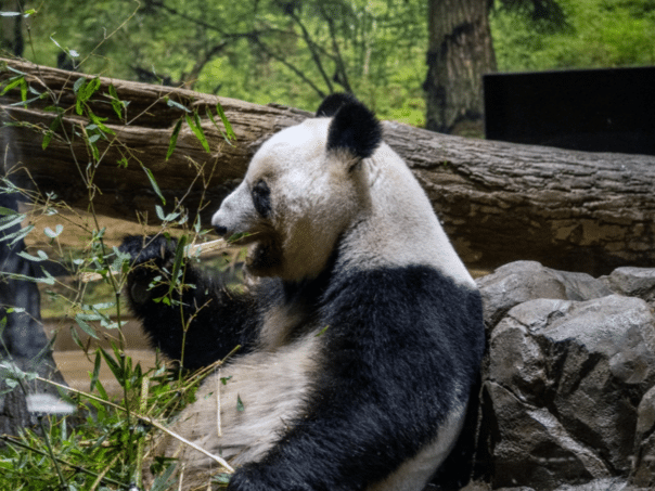 Tokyo remains without giant pandas due to tensions with China