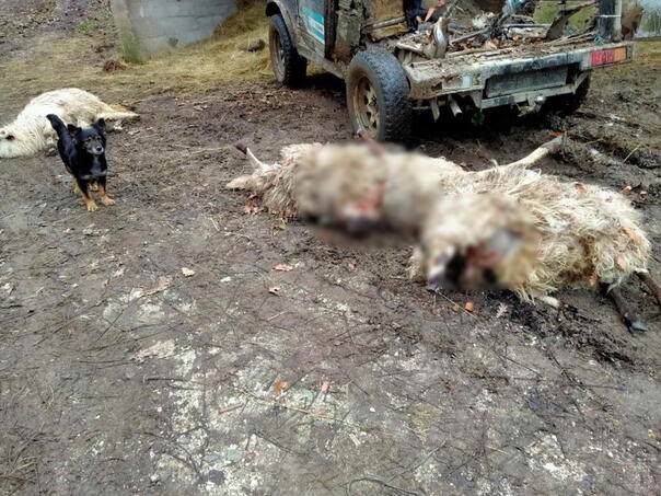 In Krančići and Donja Vasta near Prozor, wolves slaughtered about a hundred sheep and goats