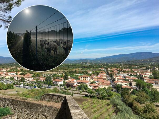 An Albanian went on a robbery spree and died on a fence set up because of wild pigs