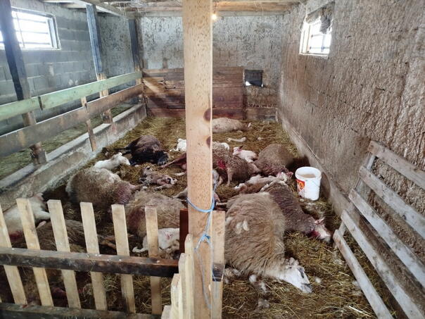 Terrible scene near Visoko: Dogs killed a flock of sheep