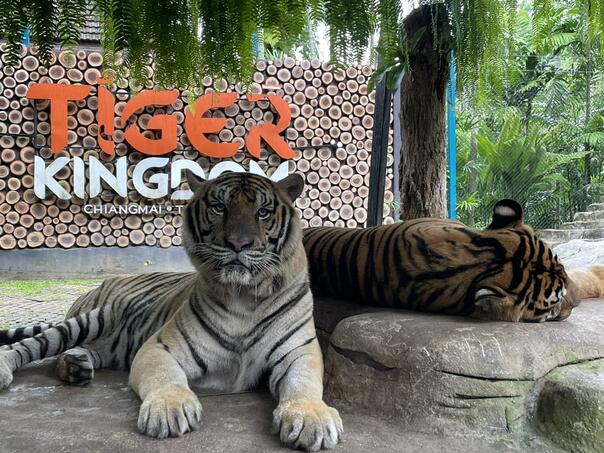 More than 70 tigers have mysteriously died in a park in northern Thailand