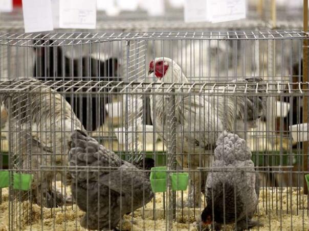 FUZIP: Invitation to poultry farmers to apply mandatory protection measures