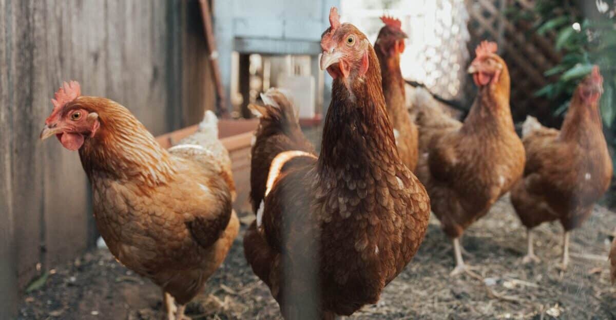 Confirmed bird flu in BiH, important notice issued to poultry farmers
