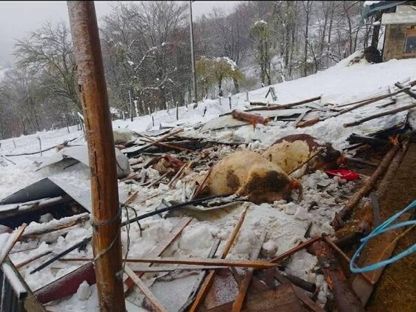 The snow collapsed the barn of the Hadžić family in Bosanska Krupa, the cattle died