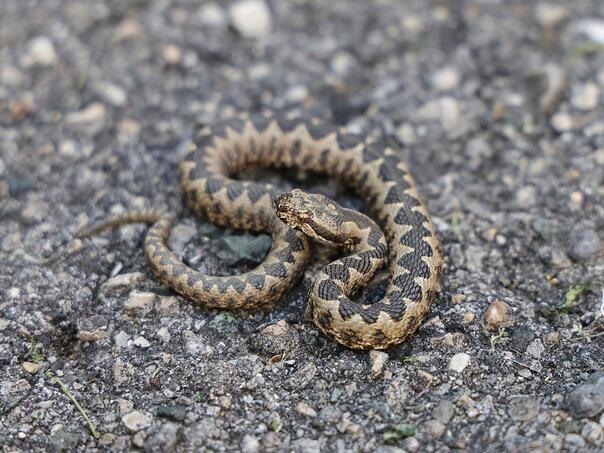 Citizens, beware: In this BH the number of snakes has increased in the city