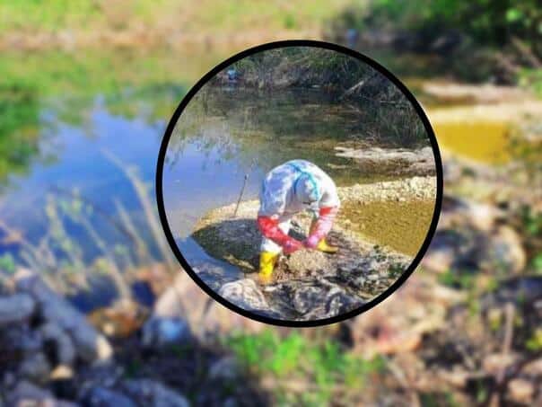 Creepy scene in Bijeljina: Ten dead pigs found on the banks of the Drina