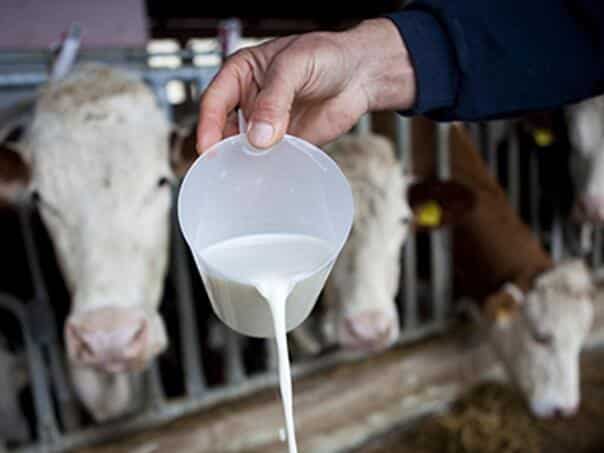 Farmers warn: Falling milk prices threaten to shut down farms