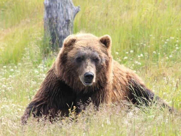 Slovakia: A bear attacked a man while he was jogging