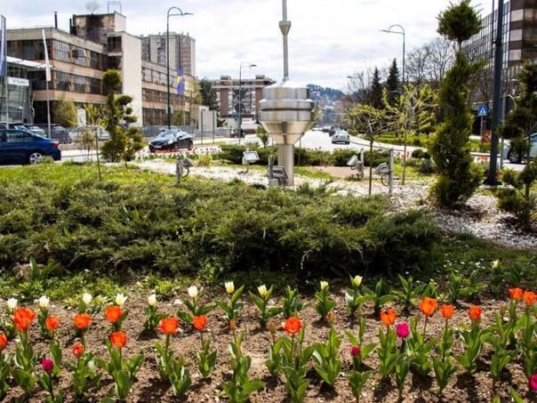 To meet spring: 6,000 tulips planted in Novi Sarajevo