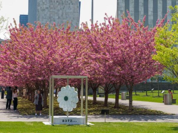 When the flowers bloom next to the stone Flower of Srebrenica in front of the UN…
