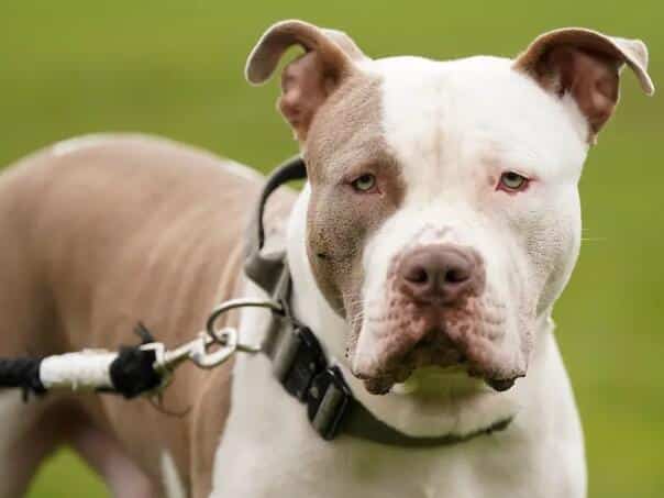 Owner of XL Bully jailed for 12 years after fatal attack in England