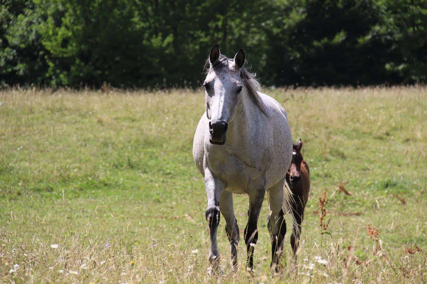 Historic moment for Bosnia and Herzegovina: Officially recognized Bosnian Arabian horse